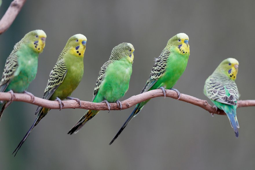 Melopsittacus undulatus