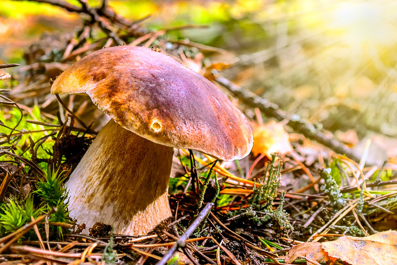 Mushroom,On,A,Clearing,In,An,Autumn,Mushroom,Forest,In