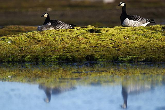 Galeria Wystawa polarnej fotografii przyrodniczej "Ptaki Spitsbergenu", obrazek 9