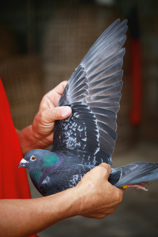 Hodowla gołębi to nie tylko hobby, ale coraz częściej wielomilionowy biznes