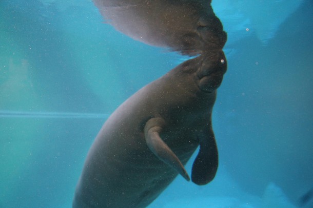 ZOO Wrocław Afrykarium Afryka zwierzęta oceanarium