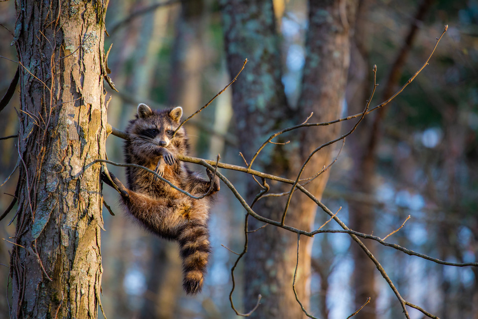 Jill Neff "Just Chillin" (Po prostu luz)