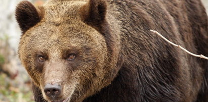 Niedźwiedź zaatakował drwala w Bieszczadach