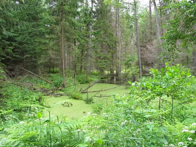<strong>Puszcza Knyszyńska</strong>
<br></br>
Skarb przyrody nie tak dobrze znany jak Puszcza Białowieska, choć również bardzo rozległy (ponad 1000 km² powierzchni). Panuje tu mikroklimat spotykany w południowej tajdze. Ogromny kompleks leśny leży na terenie szeregu gmin, m.in.: Janów, Sokółka, Knyszyn, Czarna Białostocka, Szudziałowo, Wasilków oraz Supraśl.
<br></br>
Fot. Krzysztof Kundzicz / Wikimedia Commons / CC-BY-SA