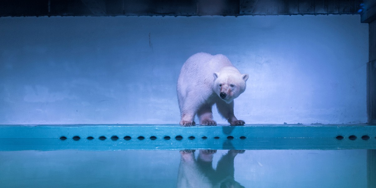 A polar bear is seen in an aquarium at the Grandview mall in Guangzhou, Guangdong province, China.