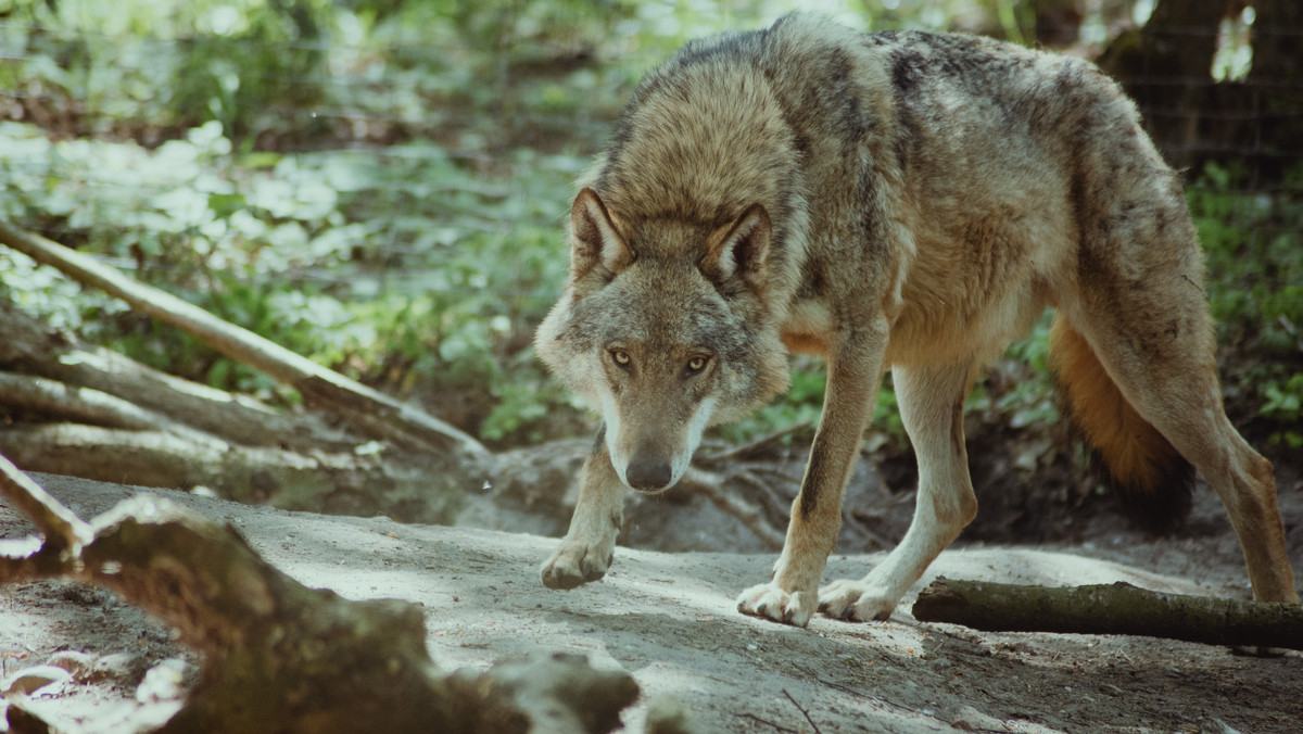Wielkopolska: Lokalne władze ostrzegają przed wilkami. Leśnicy uspokajają