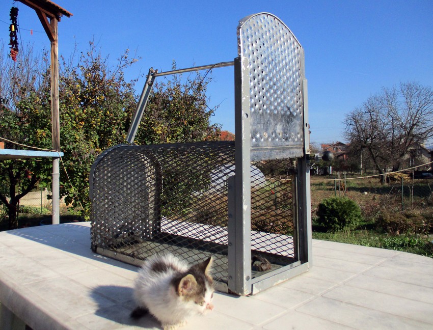 Klopka za mačke koju je napravio komšija 