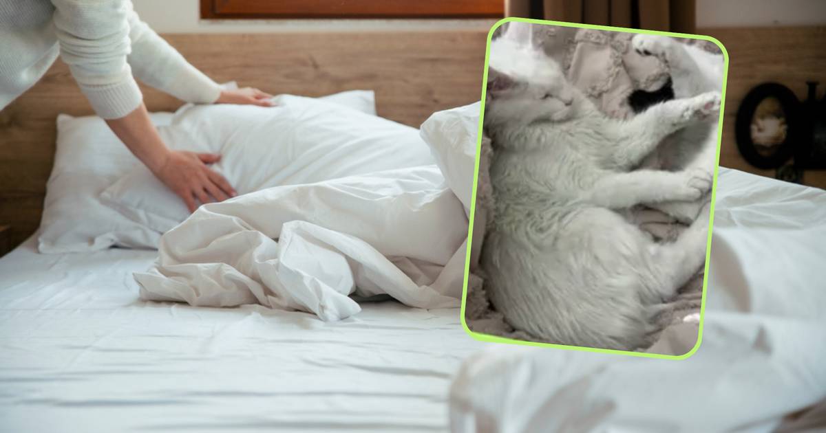 Kot zmienił kolor sierści na zielony. Dzięki pupilowi nakryła męża na zdradzie