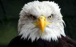 uodo odpowiada dgp: co dzieje się z twoimi danymi w akcji „nakarm biel