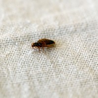 Ágyi poloska fertőzés a nyaralás alatt - így előzheti meg