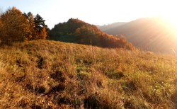 Zbieracze poroży znaleźli zwłoki w Beskidzie Sądeckim. "Przypuszczamy, że nie był to turysta..."