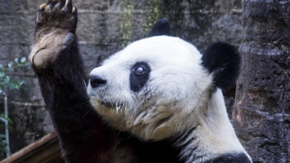 Szülinapi zsúron ünnepelték a legidősebb pandát - Blikk
