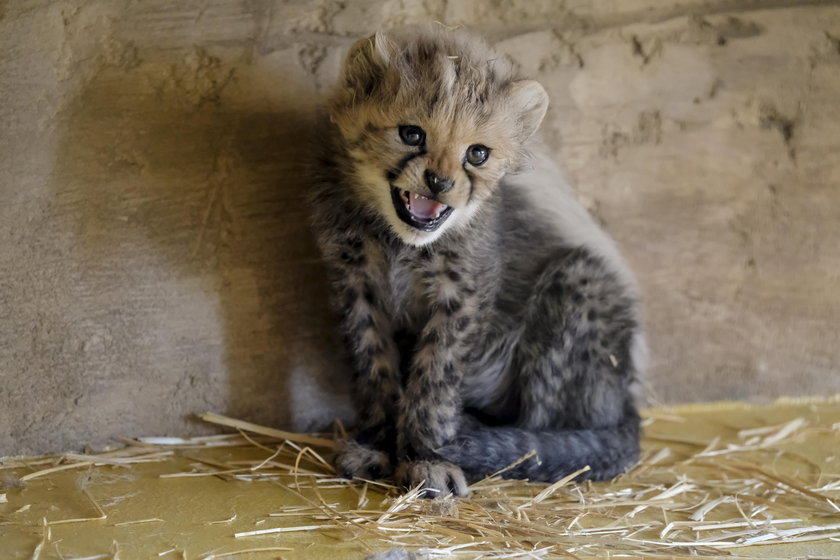 Śląski Ogród Zoologiczny. Narodziny gepardów