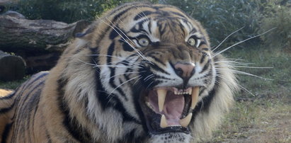 Tygrys odgryzł rocznemu dziecku palec! Straszny wypadek w ogrodzie zoologicznym