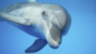 Naukowcy zbadali poziom "szczęścia" zniewolonych delfinów