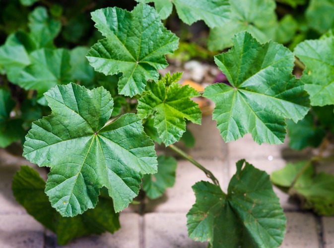 Przywrotnik przywraca zdrowie