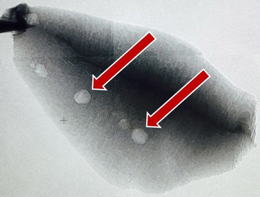 Ugljenik našen u komadiću cirkona pokazuje da je život na Zemlji počeo 300 miliona godina pre nego što se do sada pretpostavljalo