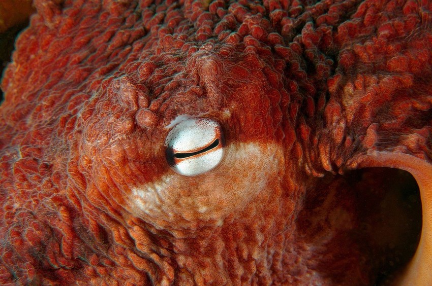 Hobotnice su svesne da su zatočene