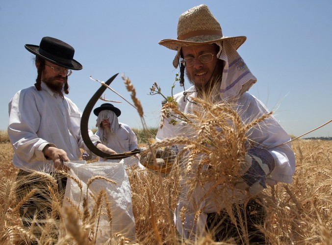 Żydowskie święto Szawuot