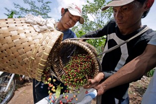 Kawy będzie mniej i to za wyższą cenę