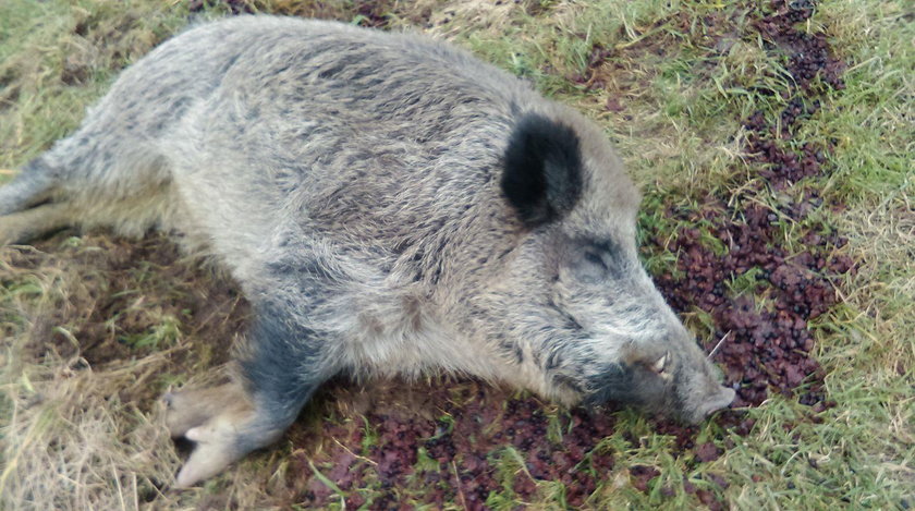 Dzik pijak Chrumek został samotnym ojcem trzech dzików!