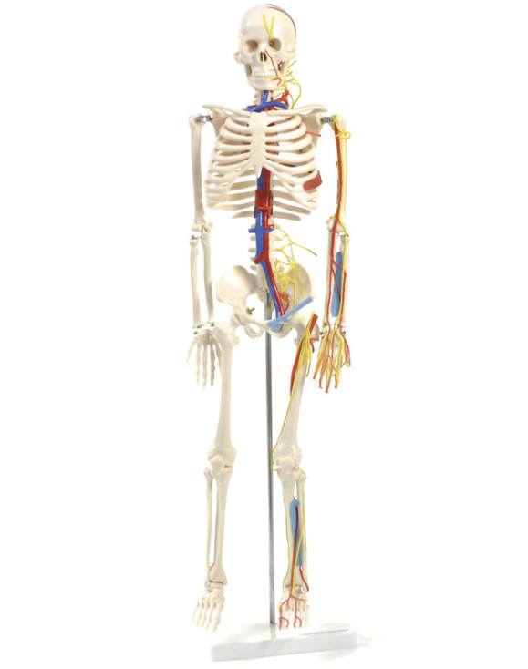 Ludzki szkielet