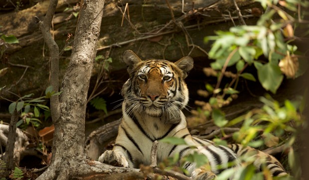 Tigar