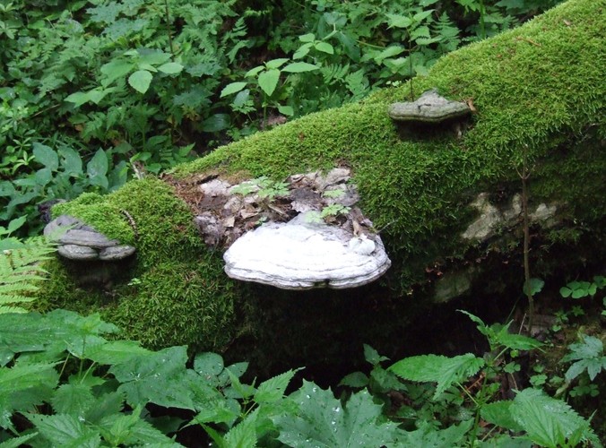 Uroki Puszczy Białowieskiej © www.tydecydujesz.org Fot. Jacek Winiarski