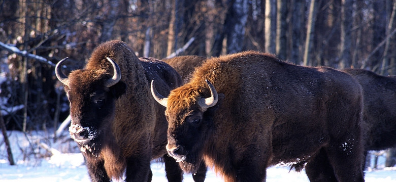 Białowieża: turyści utrudniają liczenie żubrów