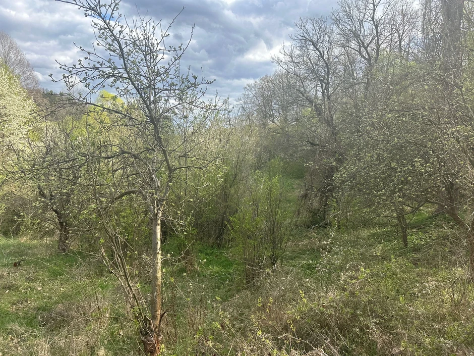 Šuma u koju će policija pretražiti