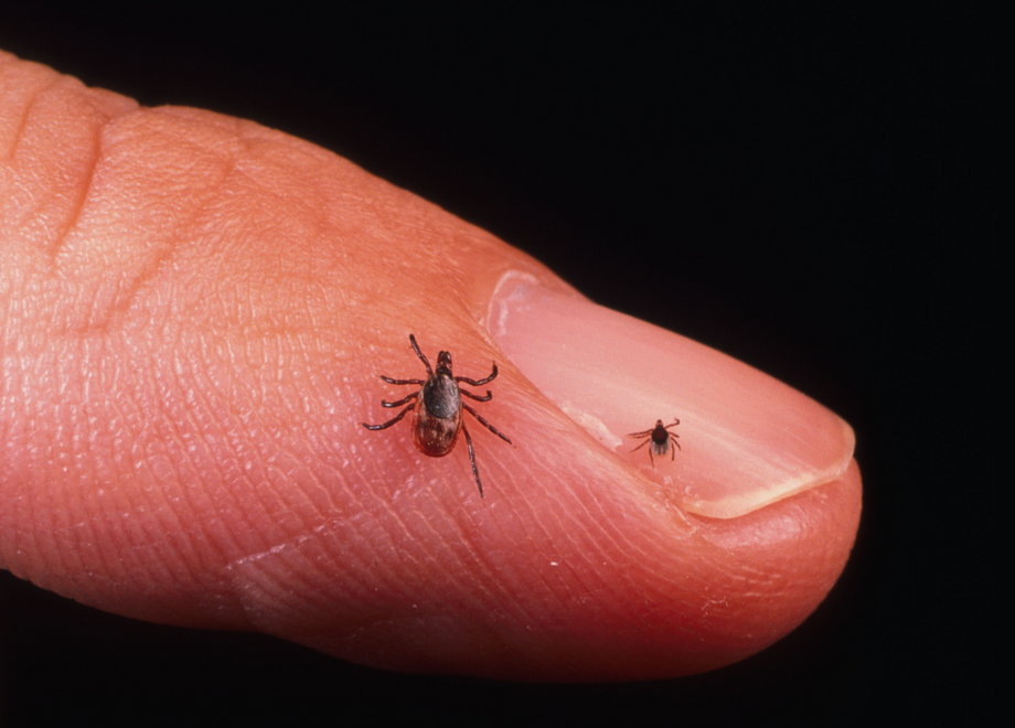 Nymph blacklegged ticks (right) are tiny compared to adults (left) but are the most common vectors for Lyme disease.