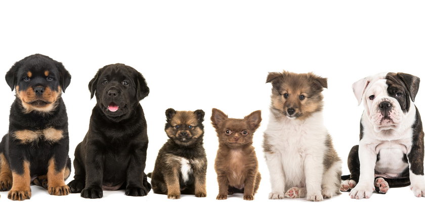 To 8 ras psów, które są najmądrzejsze! Ranking eksperta