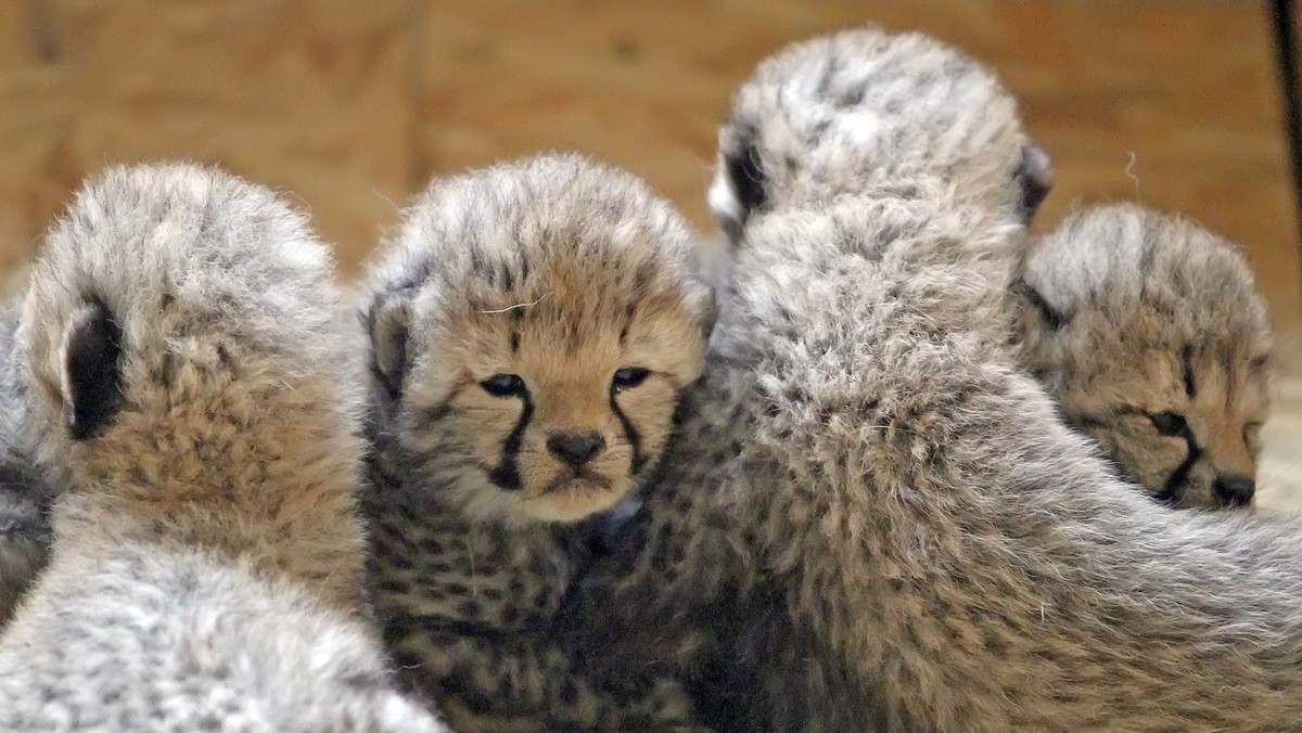 Młode gepardy w śląskim zoo