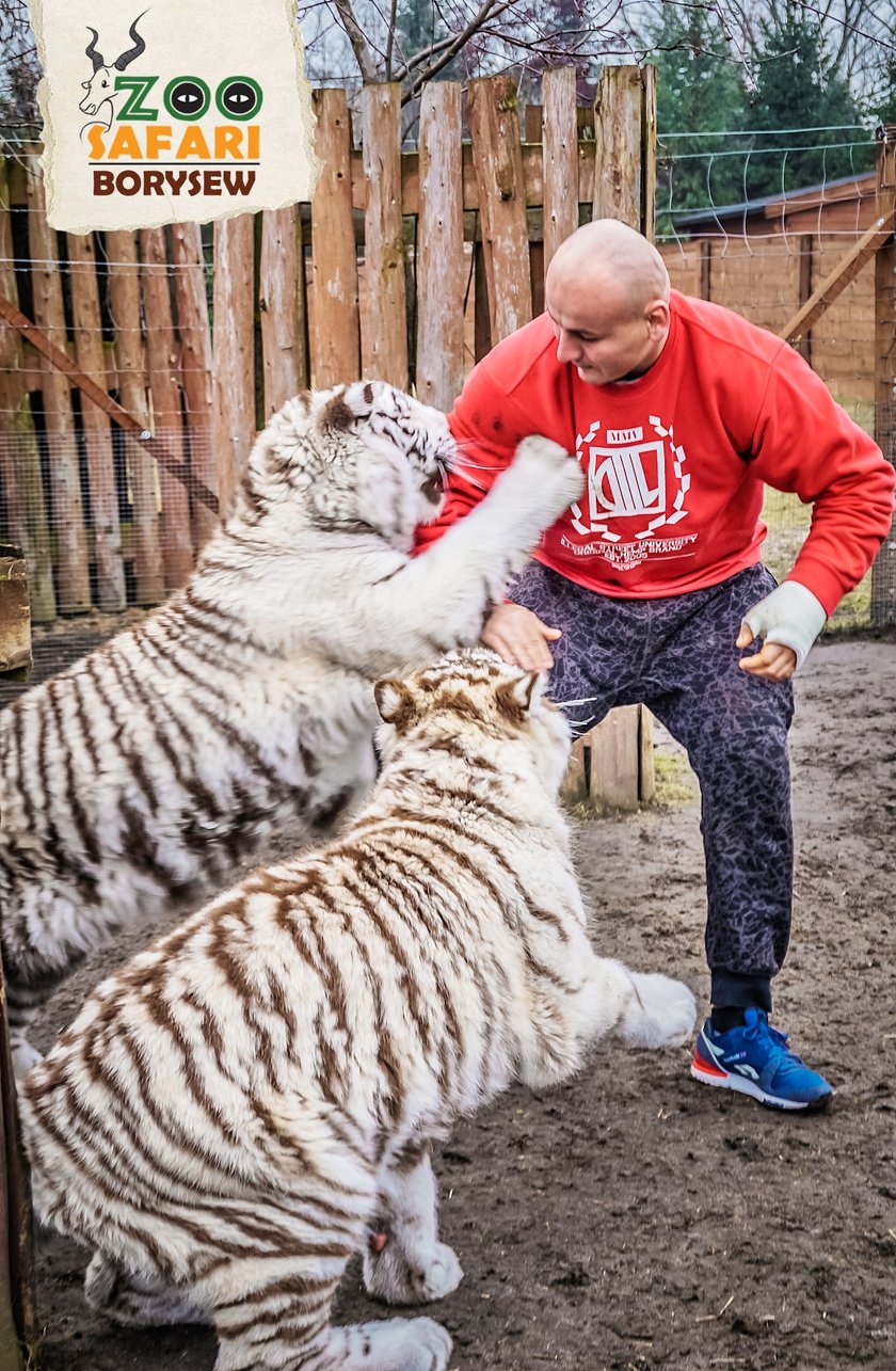 Artur Szpilka i Andrzej Wawrzyk bawili się z tygrysami