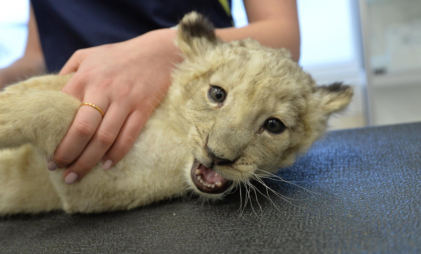 Małe lwiątko zachorowało. Pomogli lekarze z Wrocławia