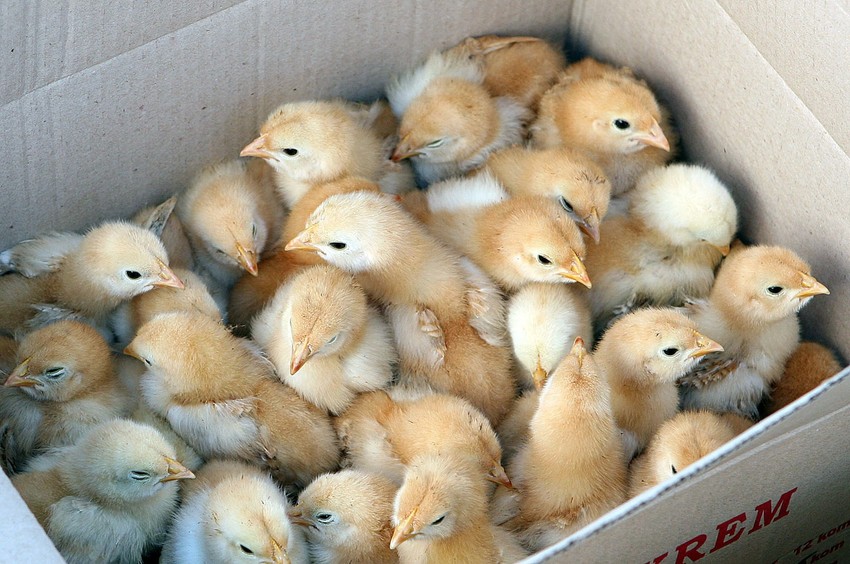 Manja smrtnost tovnih pilića