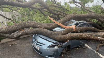 Tree falls on vehicle