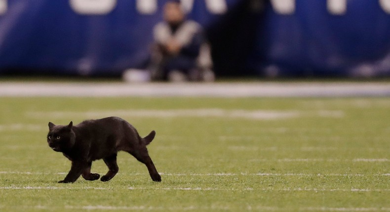 A cat runs on the field during the second quarter of an NFL football game between the New York Giants and the Dallas Cowboys, Monday, Nov. 4, 2019, in East Rutherford, N.J. (AP Photo/Adam Hunger)