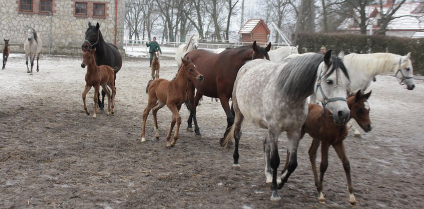 Fatalna sytuacja stadniny w Michałowie. Sprzedaż spadła aż czterokrotnie