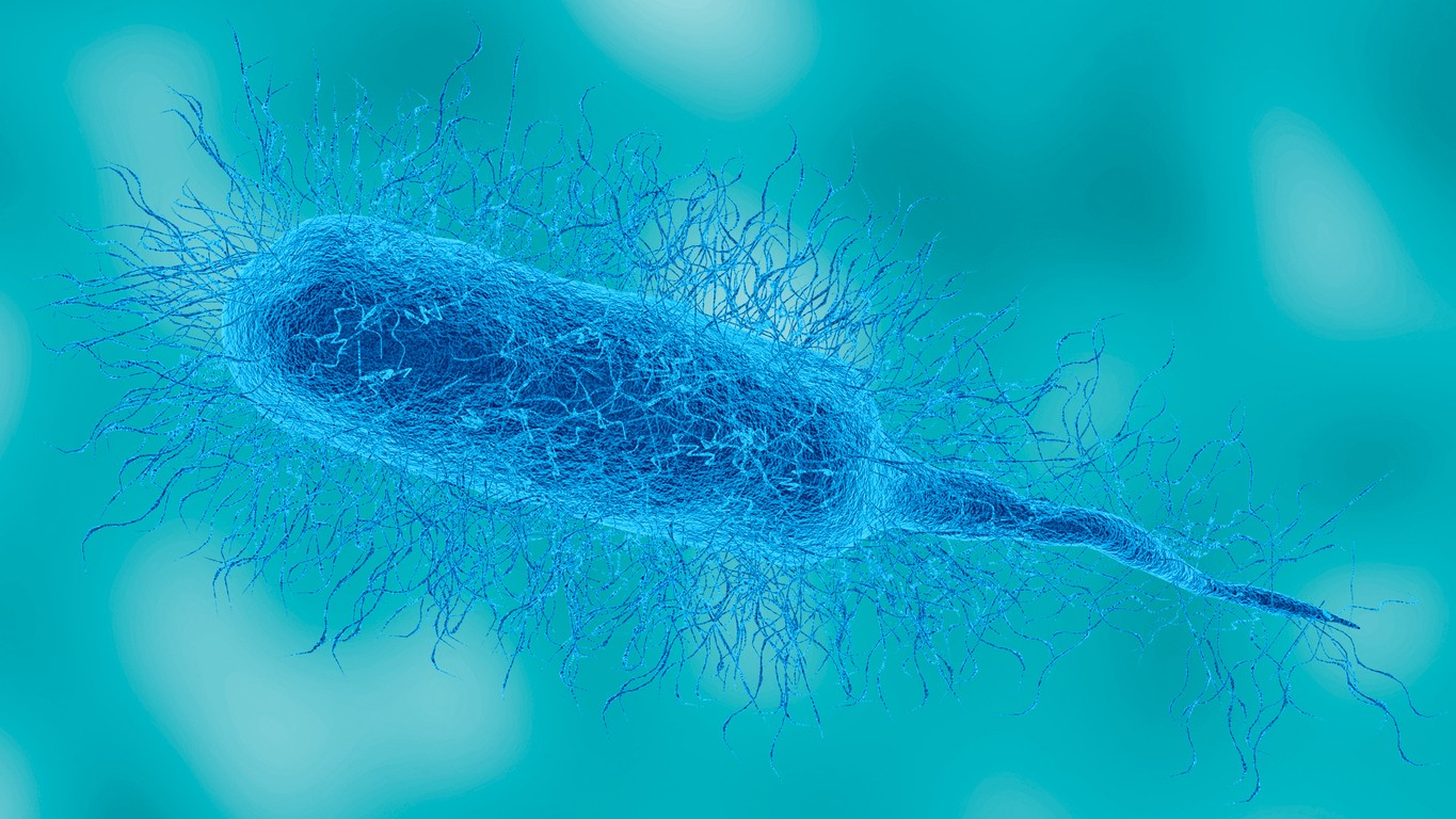 Baktéria rodu Vibrio môže vyvolať život ohrozujúcu sepsu. (ilustračné foto)
