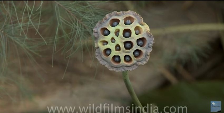 Seme lotosovog cveta