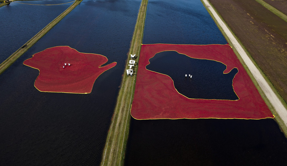 USA CRANBERRY HARVEST