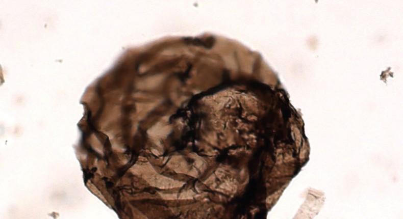 A microscopic multicellular fungus named Ourasphaira giraldae, which lived in an estuary environment roughly 900 million to 1 billion years ago and was unearthed in the Northern Territories of Canada, is shown in this photograph from the University of Liege, Belgium released May 22, 2019. It is the oldest-known fossil fungus.  Corentin Loron/University of Liege/Handout via REUTERS.