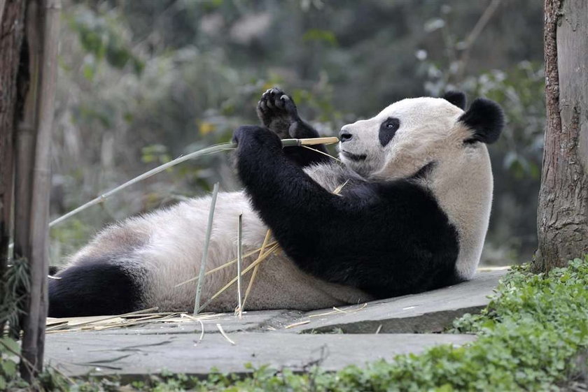 Panda Yang Guang, Tian Tian