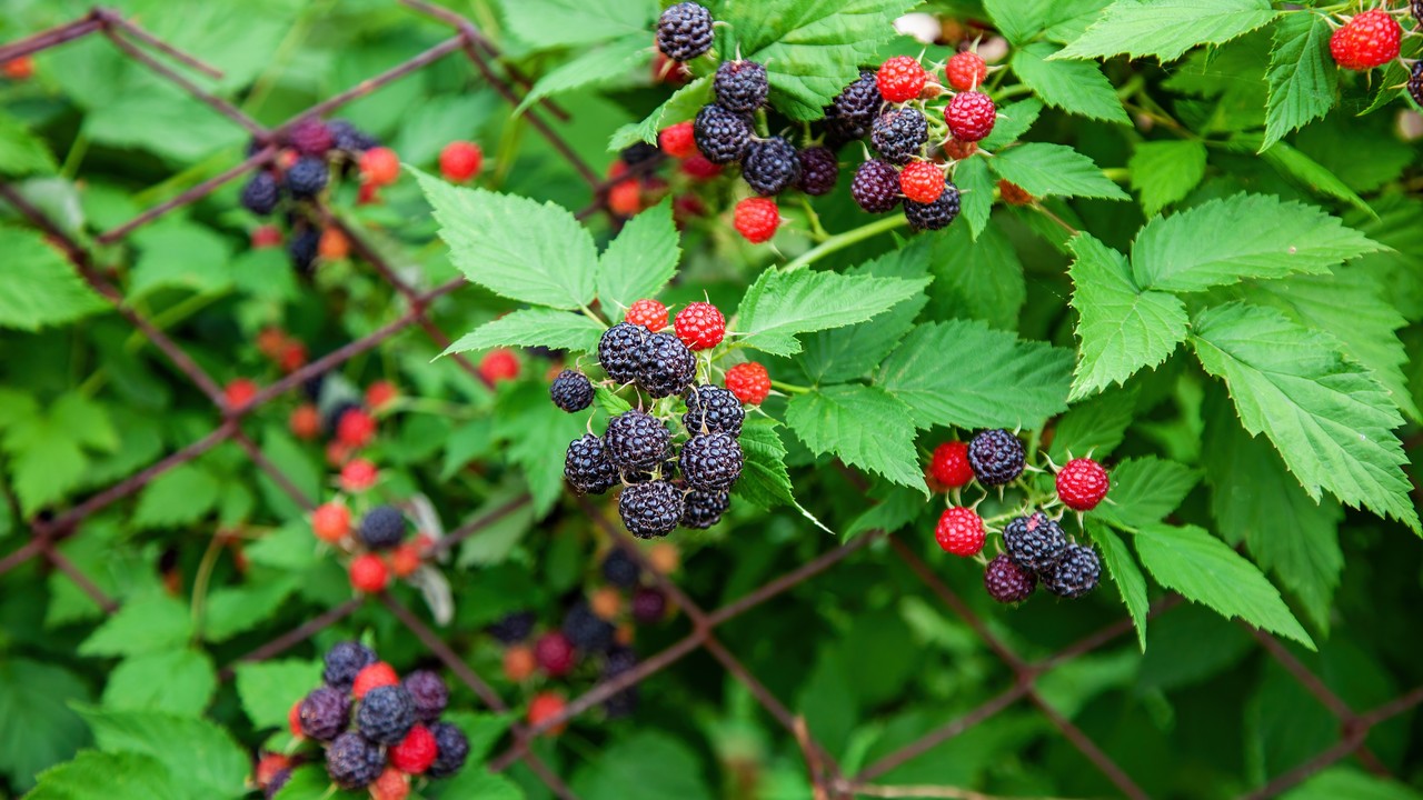 Sąsiedzki konflikt o jeżyny. W ruch poszedł gaz