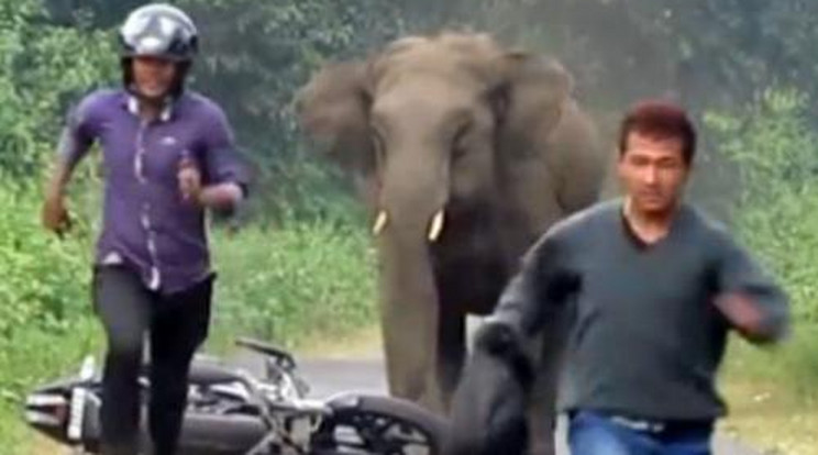 Ilyen, amikor egy hatalmas elefánt beindul – videó!