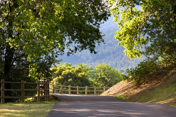 Willa Robina Williamsa