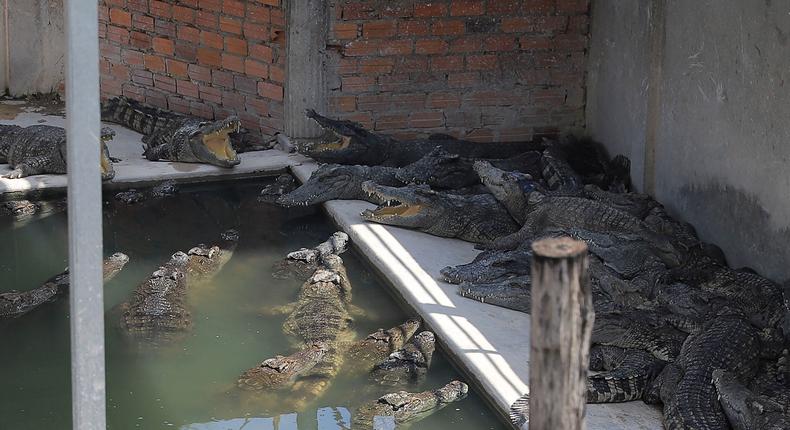 Crocodiles rest at a reptile farm in Siem Reap on May 26, 2023, after a 72-year-old man was killed by the animals in the enclosure.Rohany Isa/AFP via Getty Images