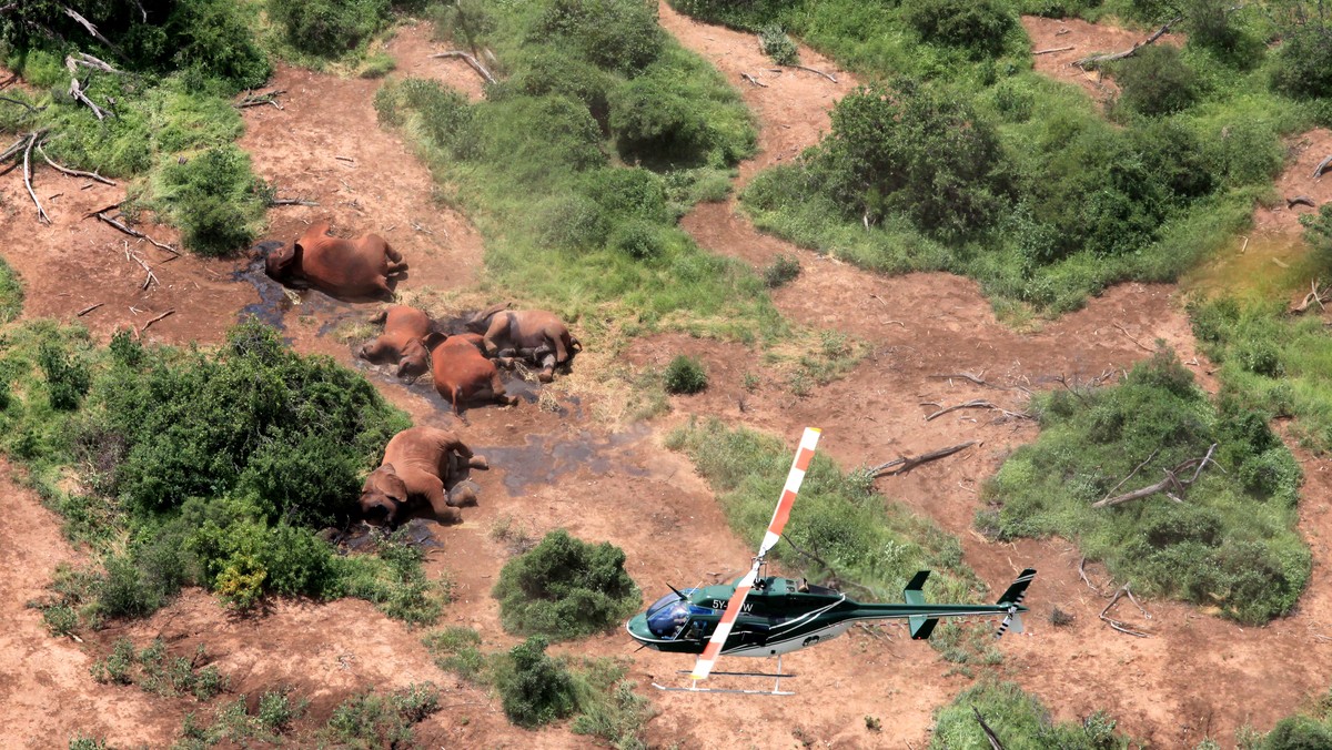 Family of 11 poached elephant carcasses, Tsavo Jan 2013. In Tsavo, poachers favour silent methods of poaching including spears and poisoned arrows