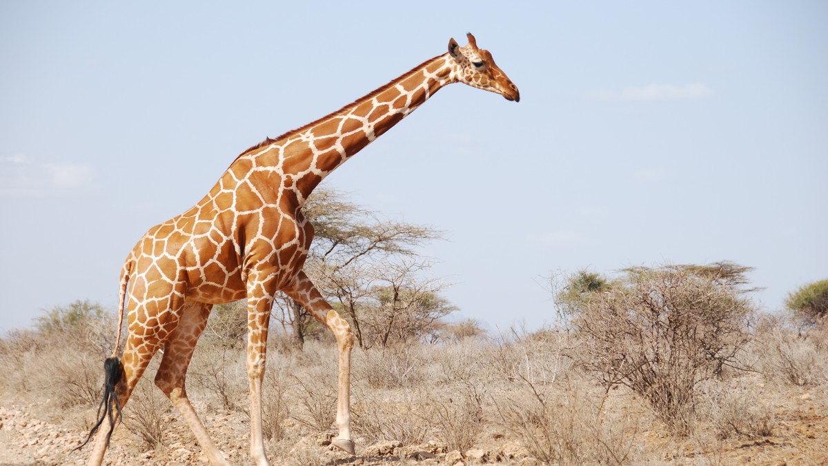 Reticulated giraffe - Giraffa tippelskirchi (c) GCF